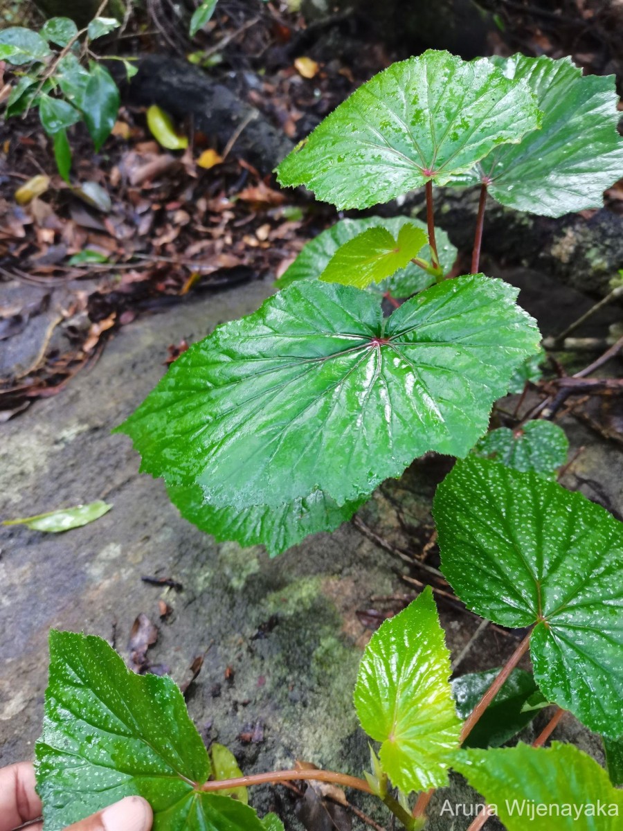 Begonia dipetala Graham